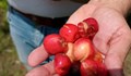 Дъждове унищожиха реколтата от череши в Силистренско