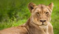 Лъвица почина от COVID-19 в Индия