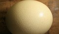 В Израел откриха яйце на 1000 години