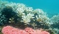 ЮНЕСКО: Големият бариерен риф е застрашен