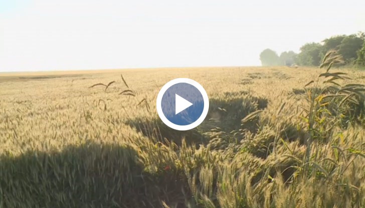 Жътвата се бави, болест по класовете нанася поражения върху реколтата