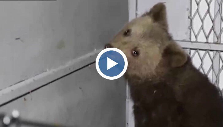 Предполага се, че майка му е била убита. Мечето трепери докато го снимат с камери