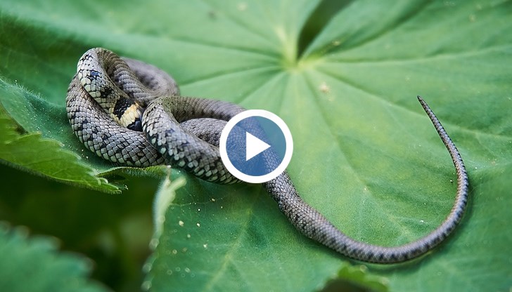 "Смъртни случаи за последните 100 години не са наблюдавани. Проблем е, ако човек прояви алергична реакция", каза херпетологът д-р Емилия Вачева