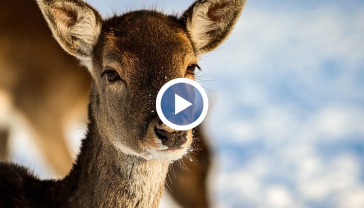 Това е поредното спасено животно от компанията природозащитници