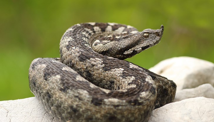 Трябва да се запази спокойствие, за да не се ускори пулсът и отровата да се разнесе бързо в организма