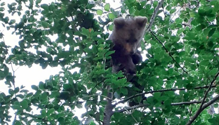 То ще бъде прието в Парка за танцуващи мечки в Белица, където ще му бъдат оказани необходимите грижи