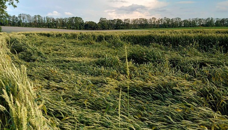 Зърнопроизводителите се опасяват само от лошото време, пшеницата "обещава" добри добиви