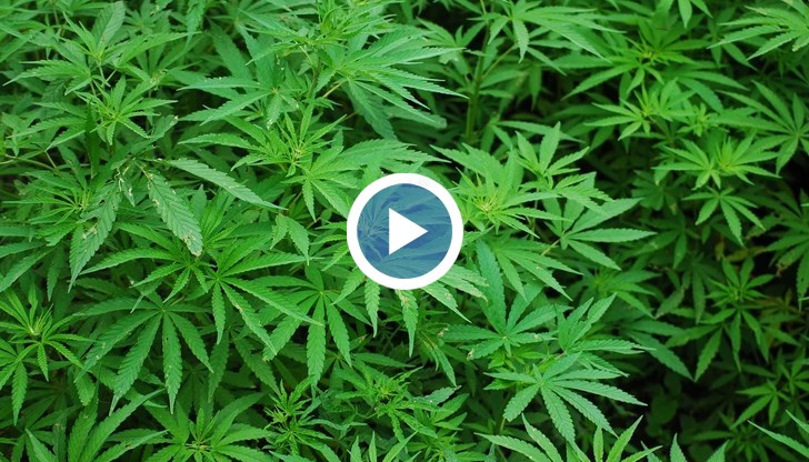 Незаконната дейност се извършвала в продължение на близо 4 години