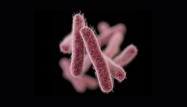 Заболяването може да нанесе поражения на стомашно-чревния тракт, както и на целия организъм