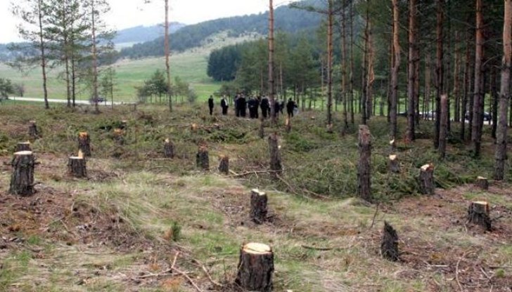 До края на годината се ограничава планирането и провеждането на сечи в държавните горски територии