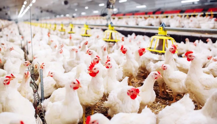 Цените на фуражите растат, а изкопните цени на яйцата и месото-падат Цените на фуражите растат, а изкопните цени на яйцата и месото-падат