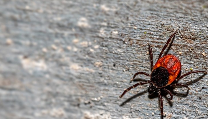 Времето навън може да е непостоянно, но важното е, че тепърва идва по-топлата част от годината. Цялата природа се събужда за живот, а с нея - и кърлежите Времето навън може да е непостоянно, но важното е, че тепърва идва по-топлата част от годината. Цялата природа се събужда за живот, а с нея - и кърлежите
