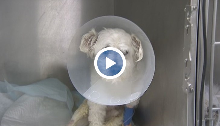 Животното е със сериозна травма - може да не проходи повече със задните крачета