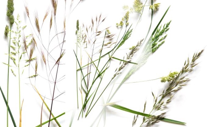 Продължават да цъфтят силно алергизиращите треви от сем. Житни Продължават да цъфтят силно алергизиращите треви от сем. Житни