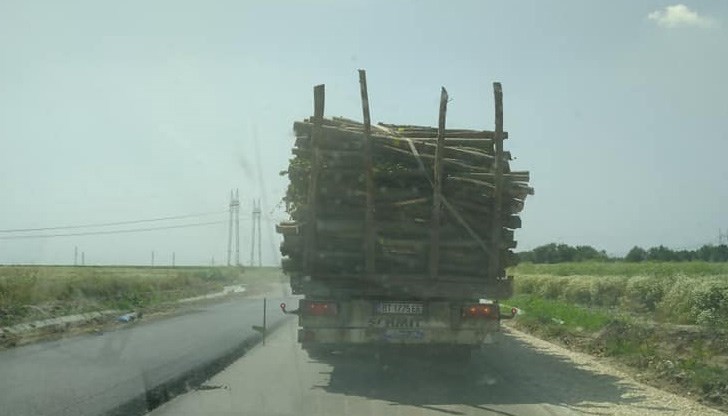 Колко камиона с дърва са излезли от лесопарка?