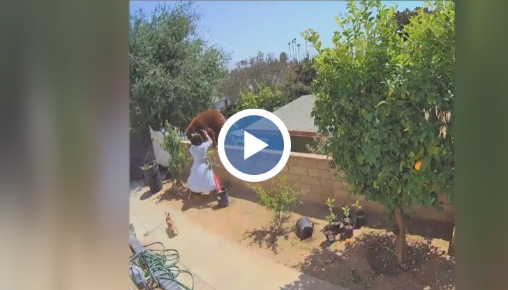 Калифорнийката споделя, че в този миг единственото, от което се е интересувала, е да опази кучетата си и не е помислила дали се излага на опасност.