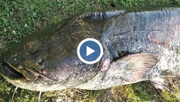 Спасеният сом е женски с неизхвърлен хайвер