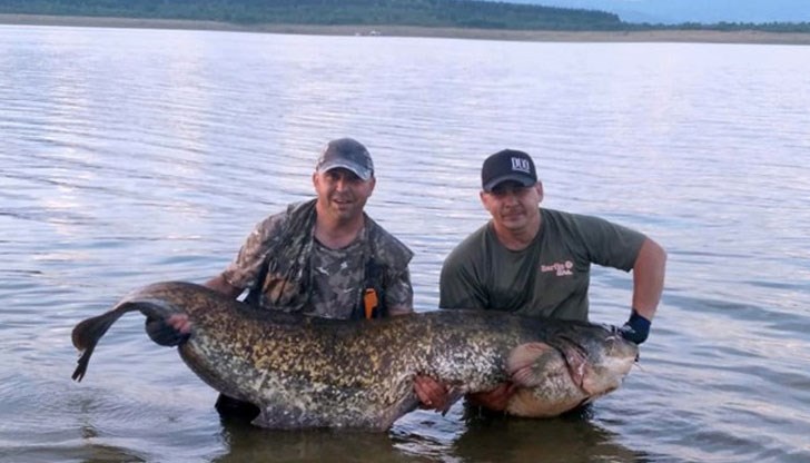 Не могат да намерят толкова голям кантар, с който да го претеглят
