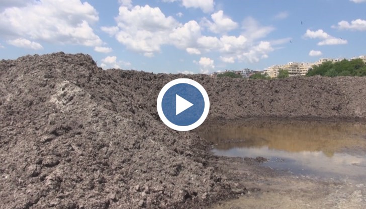 До вчера тежка техника е събирала изхвърлените от морето водорасли на плажа в "Сарафово"