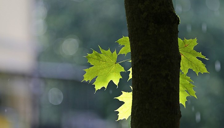 Максималната температура днес в Русе беше 30 градуса Максималната температура днес в Русе беше 30 градуса