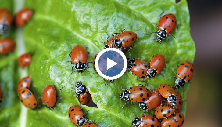 Според специалистите калинките по никакъв начин не са опасни за хората, а големият им брой е възможно да изчезне буквално за ден