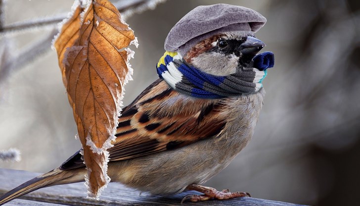 През май 2021 г. в по-голямата част от Европа температурите са били под средните, като центърът на тази аномалия е бил разположен над Германия През май 2021 г. в по-голямата част от Европа температурите са били под средните, като центърът на тази аномалия е бил разположен над Германия