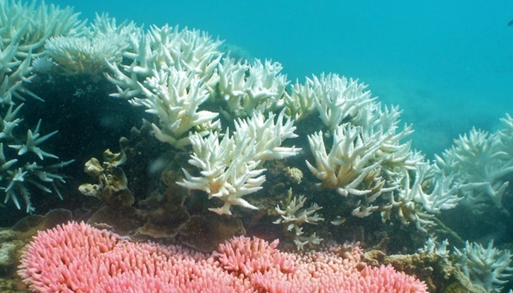 ЮНЕСКО препоръча Големият бариерен риф да бъде добавен в списъка на „застрашените" обекти на световното наследство