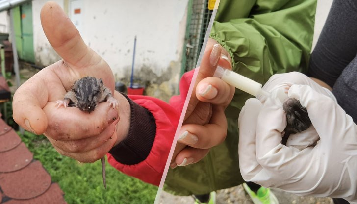 Българският Рататуй се радва на внимателни грижи в приюта за животни