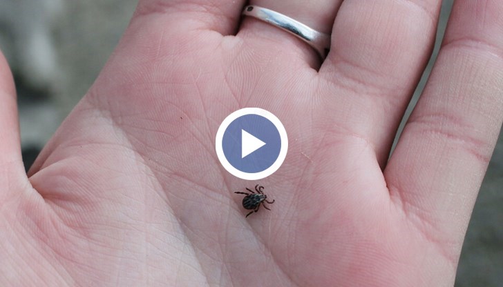 Треска, главоболие, умора и характерен кожен обрив – това са първите симптоми на Лаймската болест