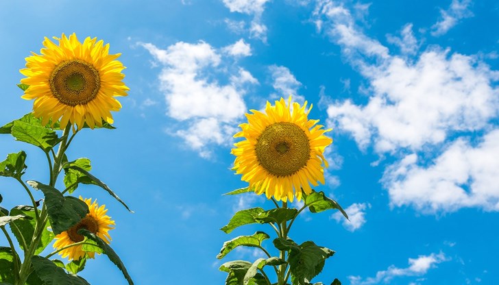 Главно над Източна България ще се развива купеста и купесто-дъждовна облачност и на места там ще превали и прегърми