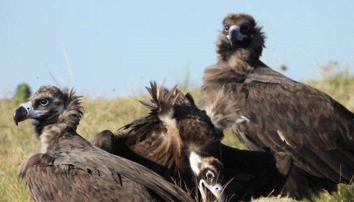 Сигналът за инцидента е получен от предавателя, който е поставен на птицата
