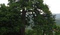 Защитиха 300 годишно дърво в Трънско