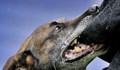 Куче нападна и уби стопанката си в Ботевградско