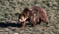 Мъж оцеля една седмица, гонен от мечка гризли в Аляска