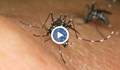 Могат ли комарите да ни заразят с опасни болести (ВИДЕО)