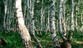 В Русия предложиха приватизация на горите