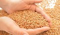 Очаква се повече добив на пшеница в Русенско