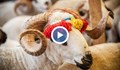 Започна свещеният за мюсюлманите Курбан Байрам