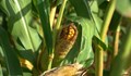 РИОСВ - Русе изследва царевица, пшеница и рапица за наличие на ГМО