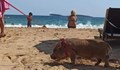Нова мода: На море с прасе на култов плаж на Черноморието