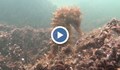 Рядко явление: Стотици водни кончета в морето в Гърция