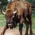 Мъж от Шуменско е с опасност за живота след като го нападна бик