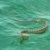 Водна змия плаши туристите в Несебър