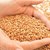 Очаква се повече добив на пшеница в Русенско