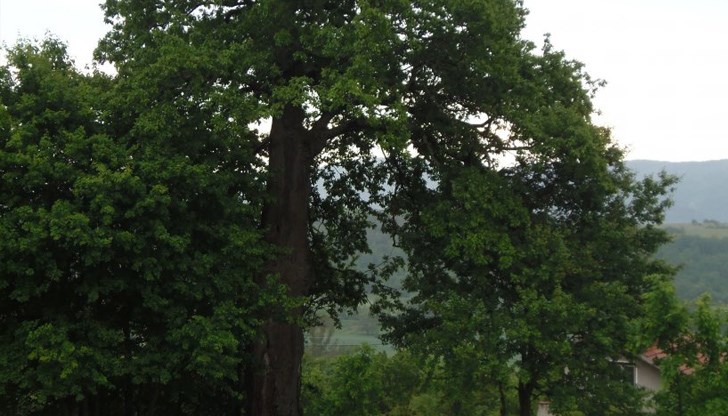 Дървото е от вида цер – Qersus cerris, с височина 22 м и обиколка на ствола 3,90 м.