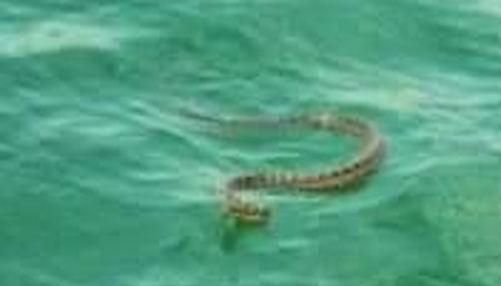 Водните змии в България не са опасни за хората, не нападат, не хапят и не са отровни