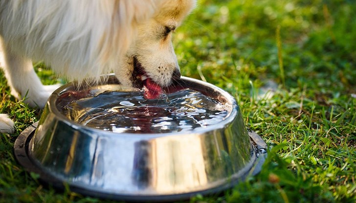 Жегата през лятото вреди не само на хората, но и на животните