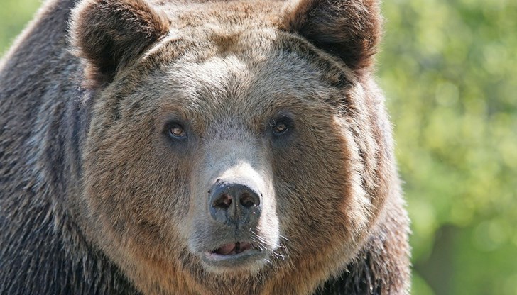 Беряла гъби с мъжа си, бебето и по-голямото им дете. Имало е и други хора, но са избягали при вида на мечката Беряла гъби с мъжа си, бебето и по-голямото им дете. Имало е и други хора, но са избягали при вида на мечката