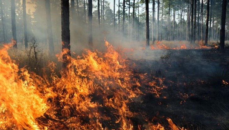Огнената стихия е обхванала 10 декара смесени насаждения