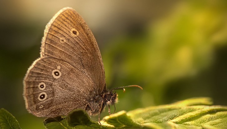 Растителната защита ще се извърши в ранните сутрешни часове на 22 и 23 юли Растителната защита ще се извърши в ранните сутрешни часове на 22 и 23 юли